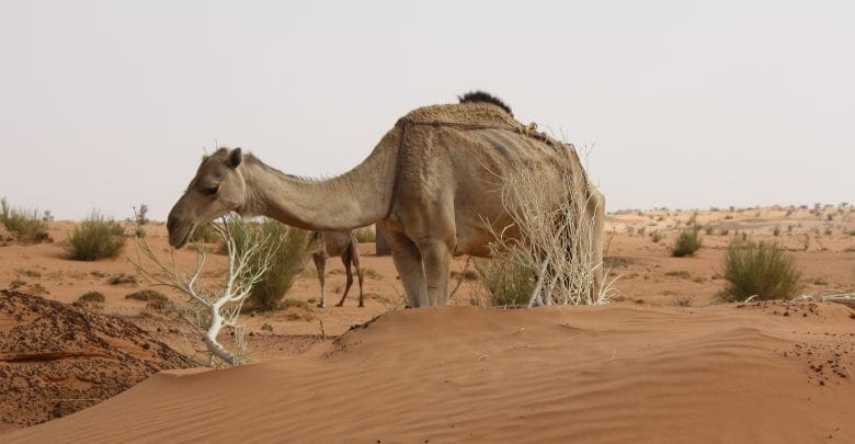 موريتانيا تطالب الأئمة بالاستسقاء لمواجهة ندرة الأمطار