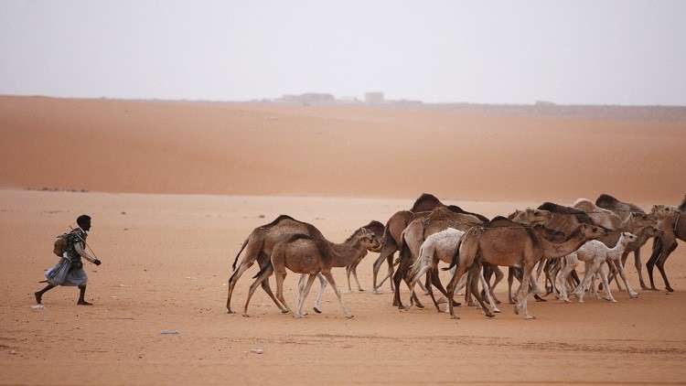لعيون.. تكوين «الرعاة» الموريتانيين حول ترحال المواشي