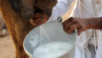 ألبان فاسدة تتسبب في عشرات حالات التسمم بالنعمة