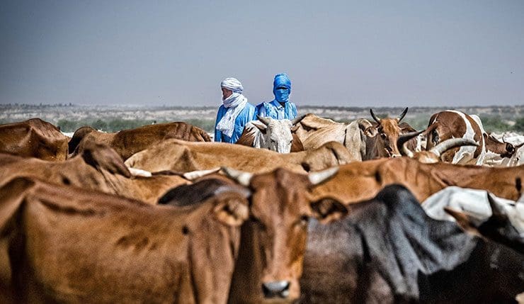 بإشراف “الفاو”.. نقاش في لعيون لتأمين الانتجاع بين موريتانيا ومالي