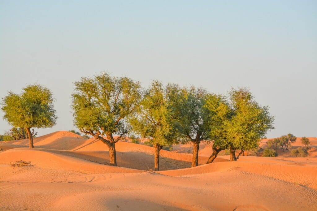 شجرة «الغاف».. رمز التسامح تغرسه الإمارات في إفريقيا