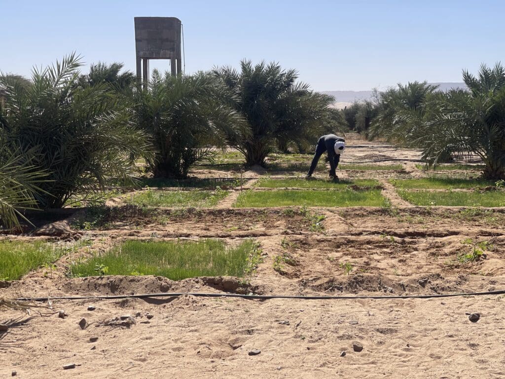 مشروع زراعي جديد يوفر 200 فرصة عمل للشباب في موريتانيا