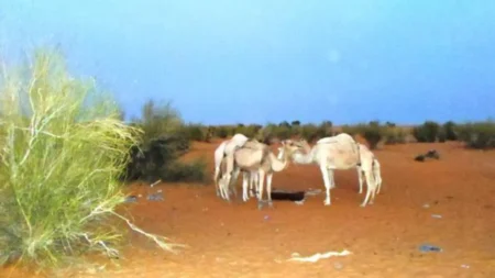 موريتانيا توقّع اتفاقًا دوليًا لمراقبة مرض يصيب الإبل والأبقار