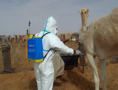 السنغال تسجل 7 حالات وفاة بسبب حمى الوادي المتصدع