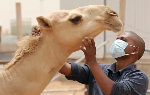 المتوفى بحمى الوادي المتصدع كان يقطن اركيز قبل انتقاله إلى روصو