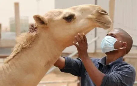 موريتانيا تُعلن تفشي حمى الوادي المتصدع في 8 ولايات وتسجيل 17 بؤرة