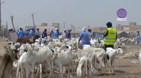 كلفة الأعلاف والتصدير.. أسعار الأضاحي تفرض على الموريتانيين “حسابات معقدة”