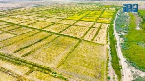 الأمطار تعرقل حصاد الأرز في مقاطعتي انتيكان واركيز