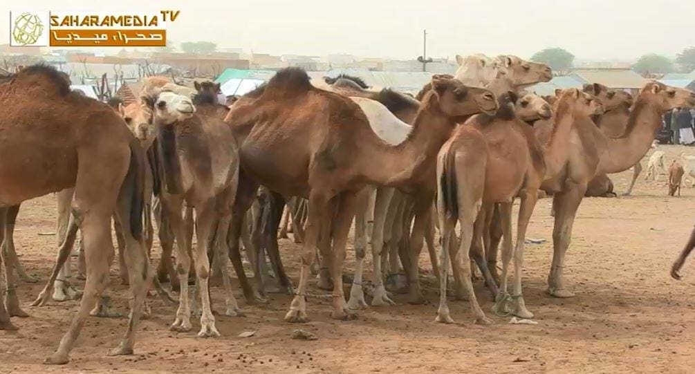 تعليق إضراب الجزارين والمنمين بعد التوصل إلى اتفاق مع السلطات