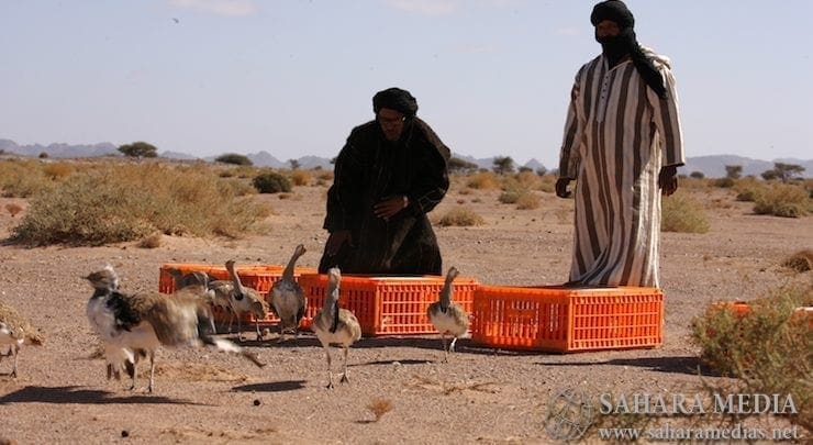 موريتانيا.. الحكومة تحظر القنص في خمس ولايات