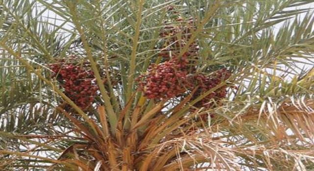 موريتانيا توقع اتفاقية مع «الفاو» لمكافحة «سوسة النخيل الحمراء»