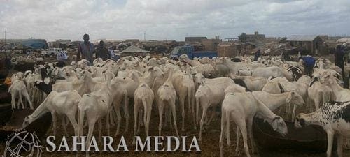 موريتانيا.. تفتيش صحي للماشية والنباتات المستوردة