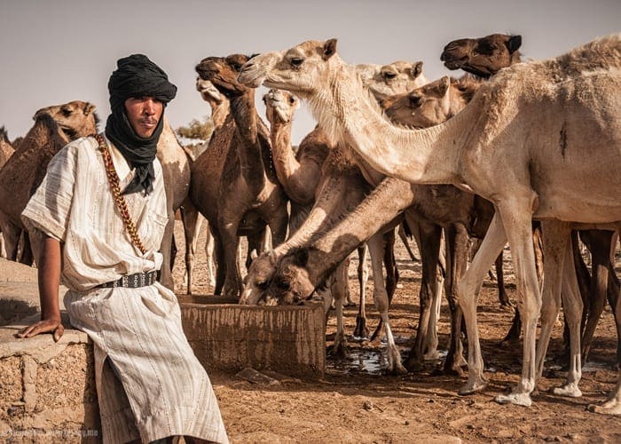 موريتانيا.. 2 مليار أوقية لدعم الانتجاع والأمان الاجتماعي