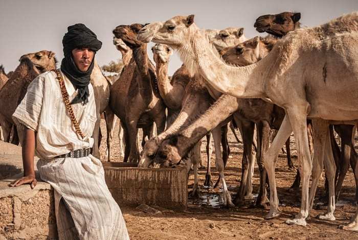 موريتانيا تسعى إلى تقليص وارداتها من الأعلاف بنسبة 30%