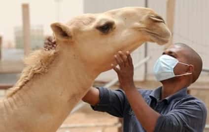 تسجيل إصابات بحمى الوادي المتصدع في الحوض العربي
