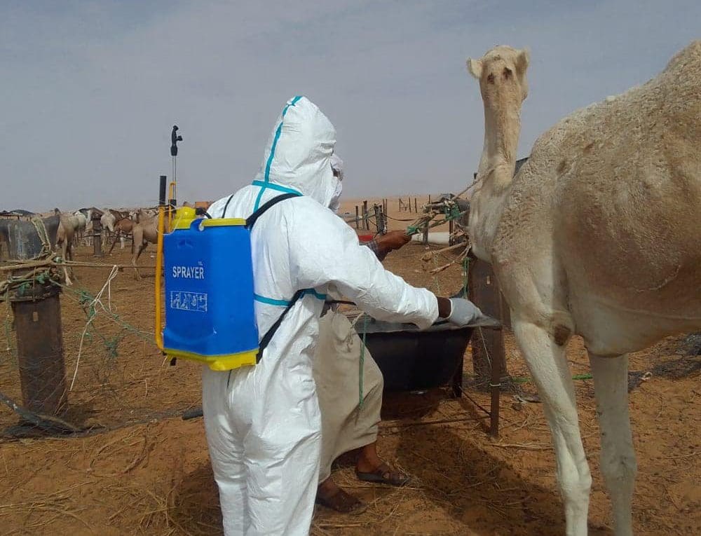 موريتانيا.. 48 بؤرة مؤكدة للوادي المتصدع و28 أخرى خالية من أعراض
